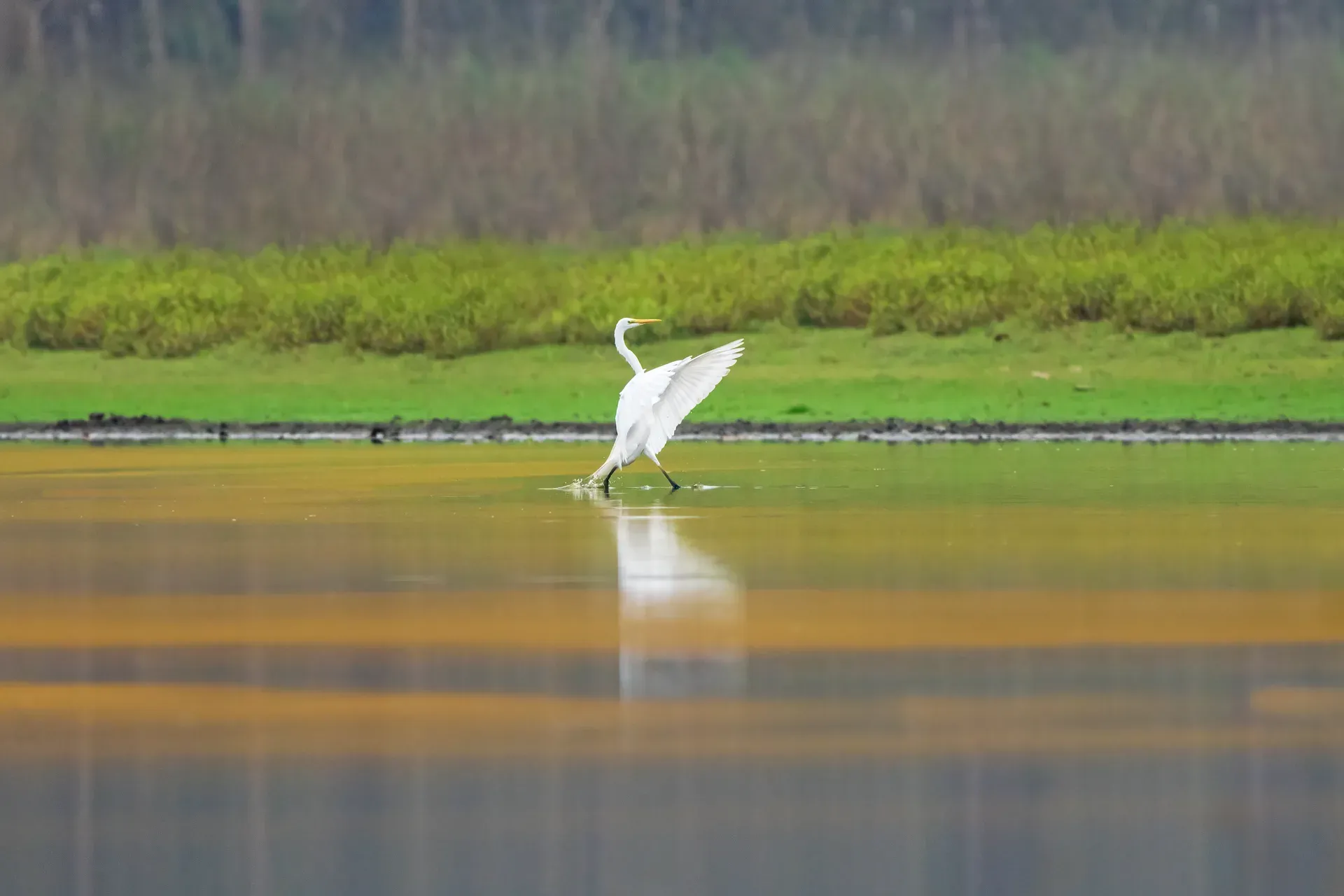 Garza blanca posada en los canales de Xochimilco