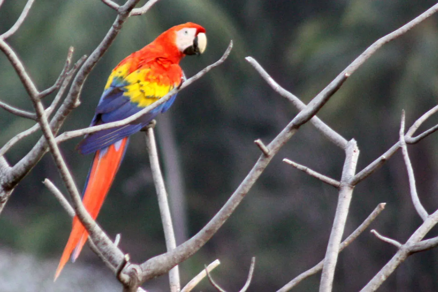 Guacamaya roja en la selva