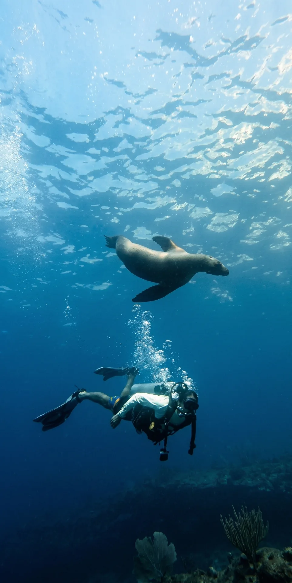 Foto de Avistamiento de lobos marinos en Isla San Pedro Nolasco