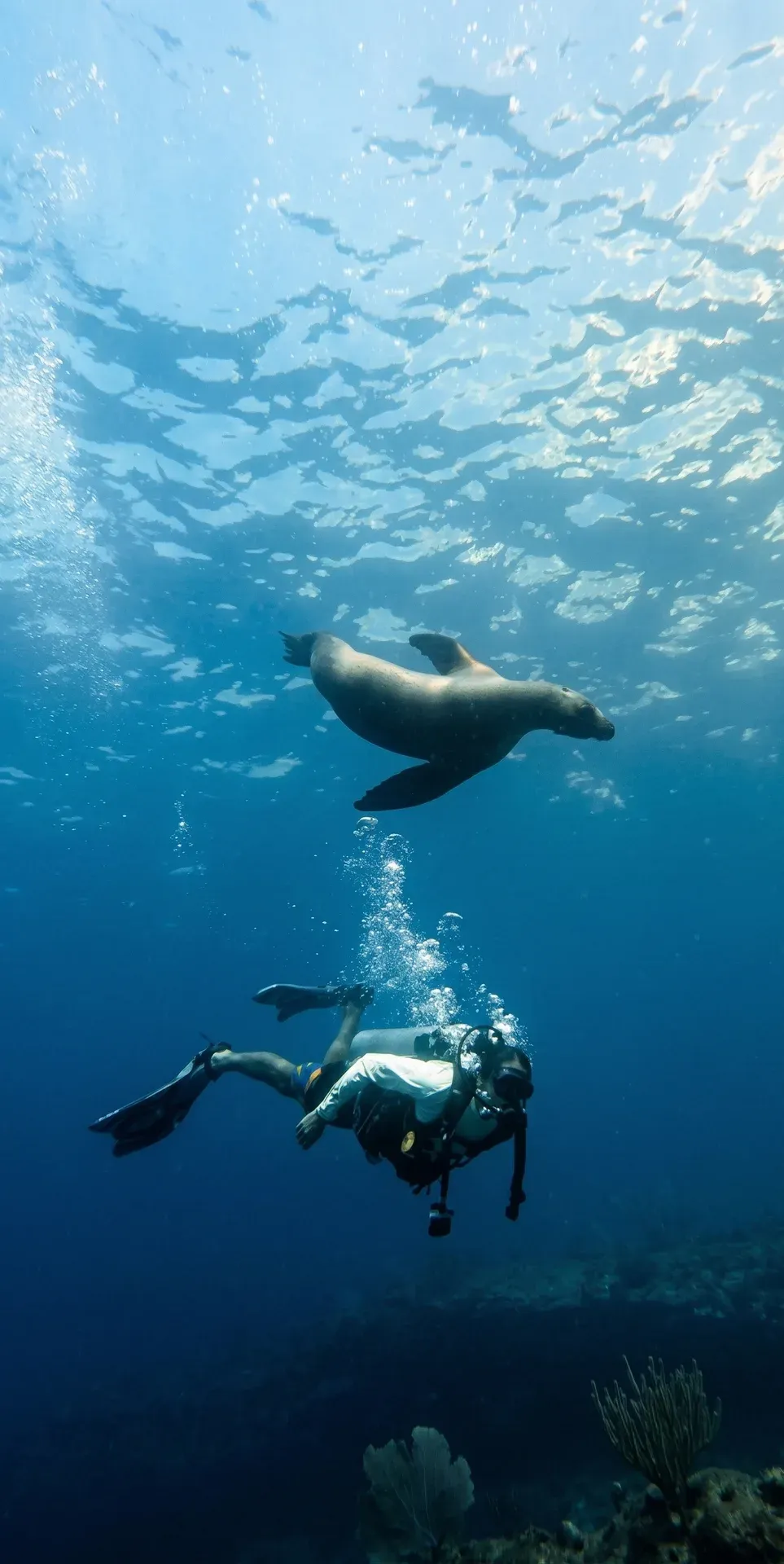 submarinismo con lobos marinos