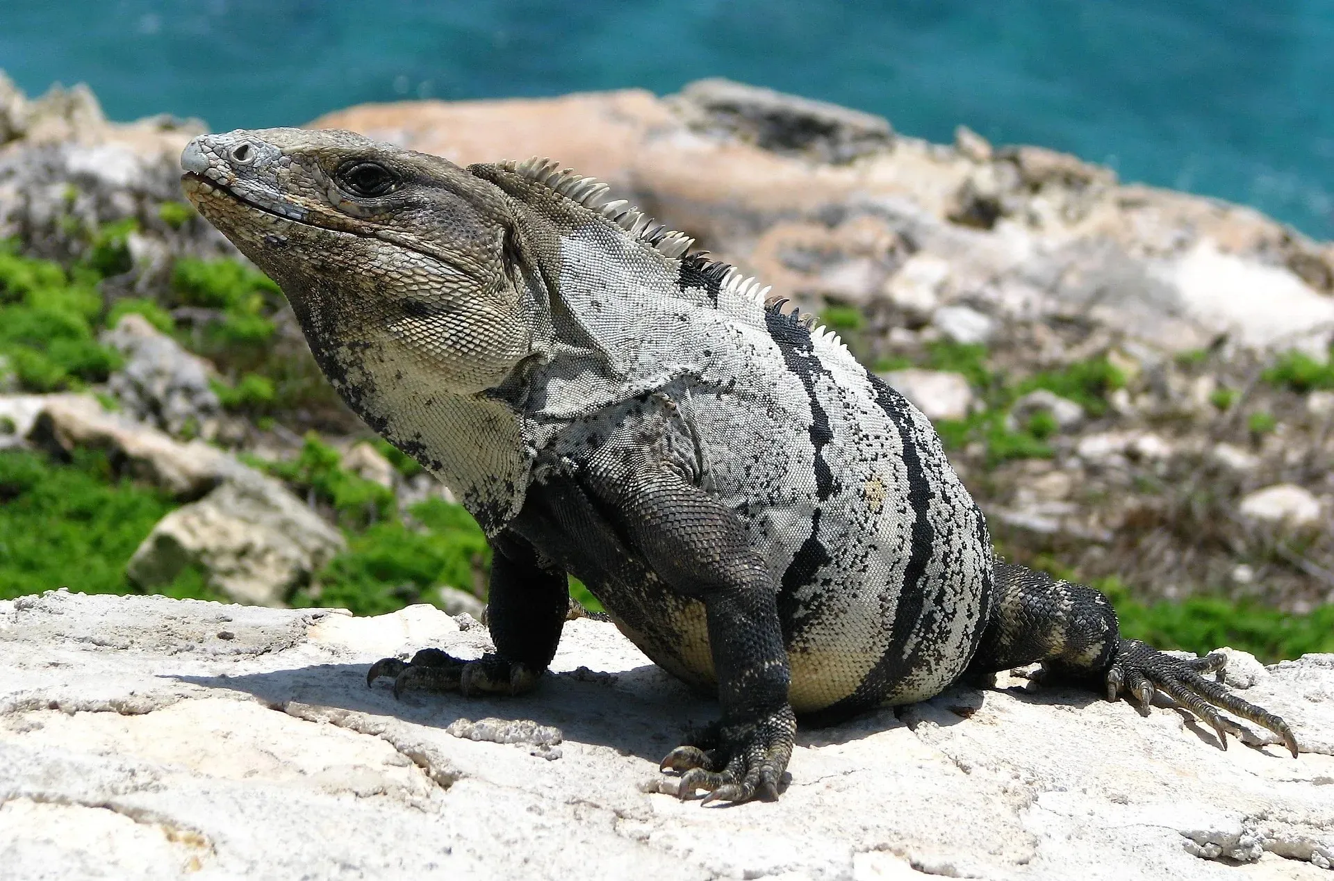 Iguana espinosa de Yucatán en la Zona Arqueológica El Rey