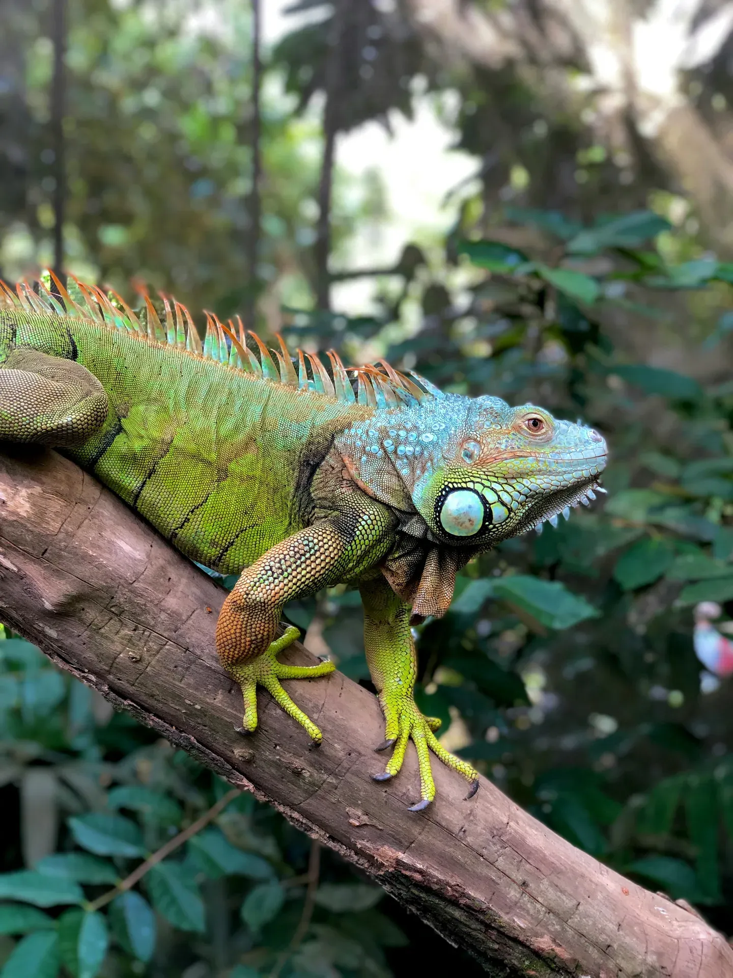 Iguana verde sobre rama en habitat tropical