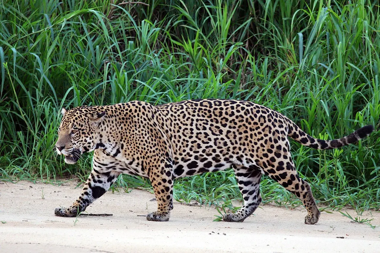 Jaguar en su habitat natural