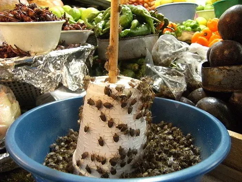 Jumil, chinche de monte emblematica de Taxco y la gastronomia guerrerense