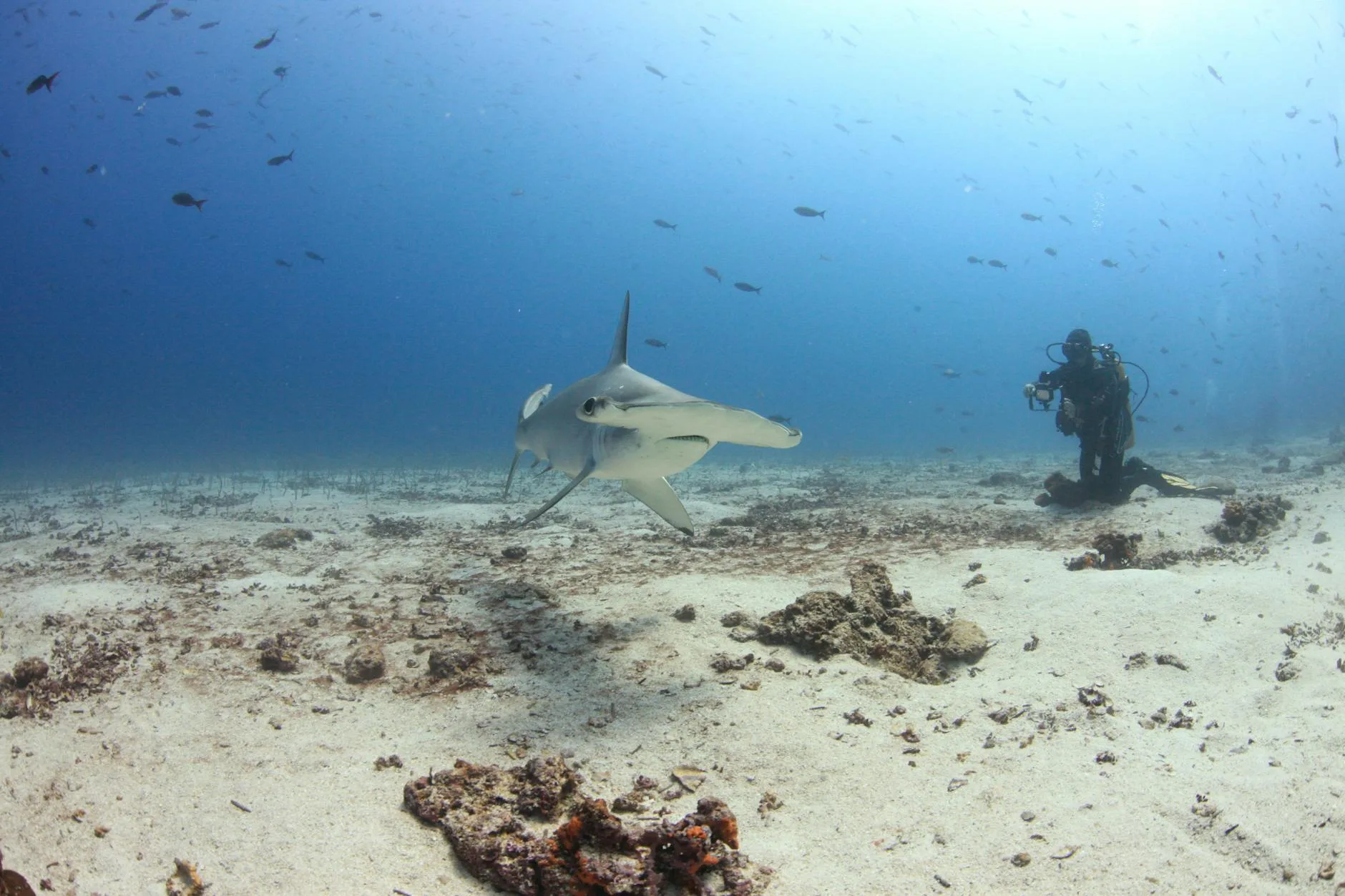 Buceo en El Bajo con tiburones martillo