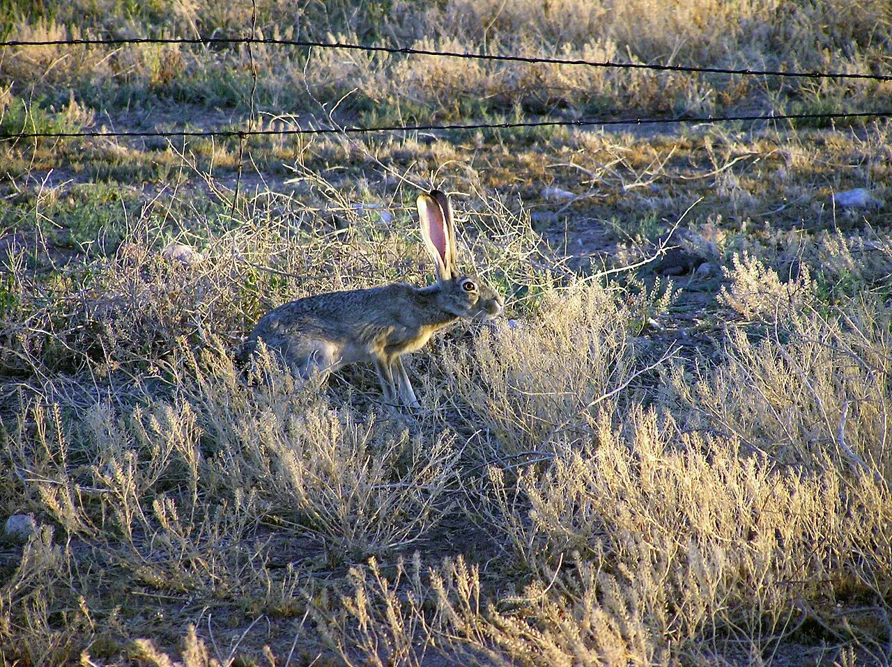 Fauna del semidesierto guanajuatense