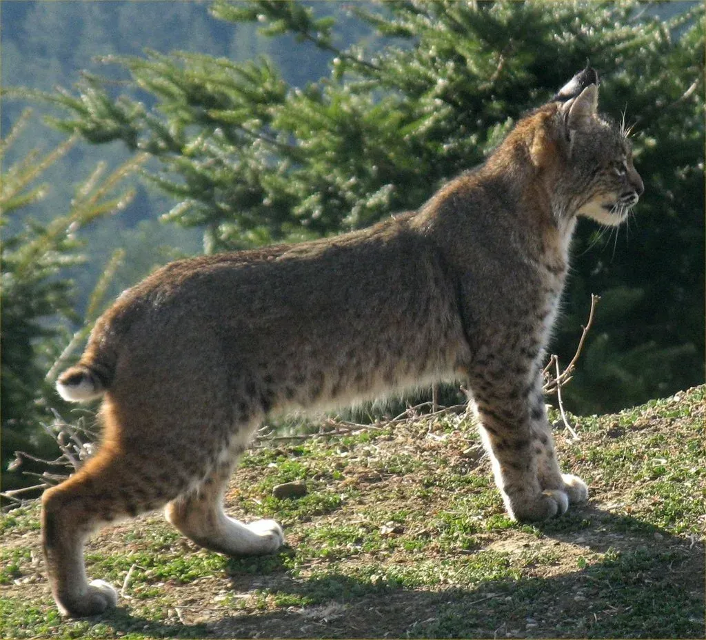 Lince (Lynx rufus) en los bosques de alta montaña