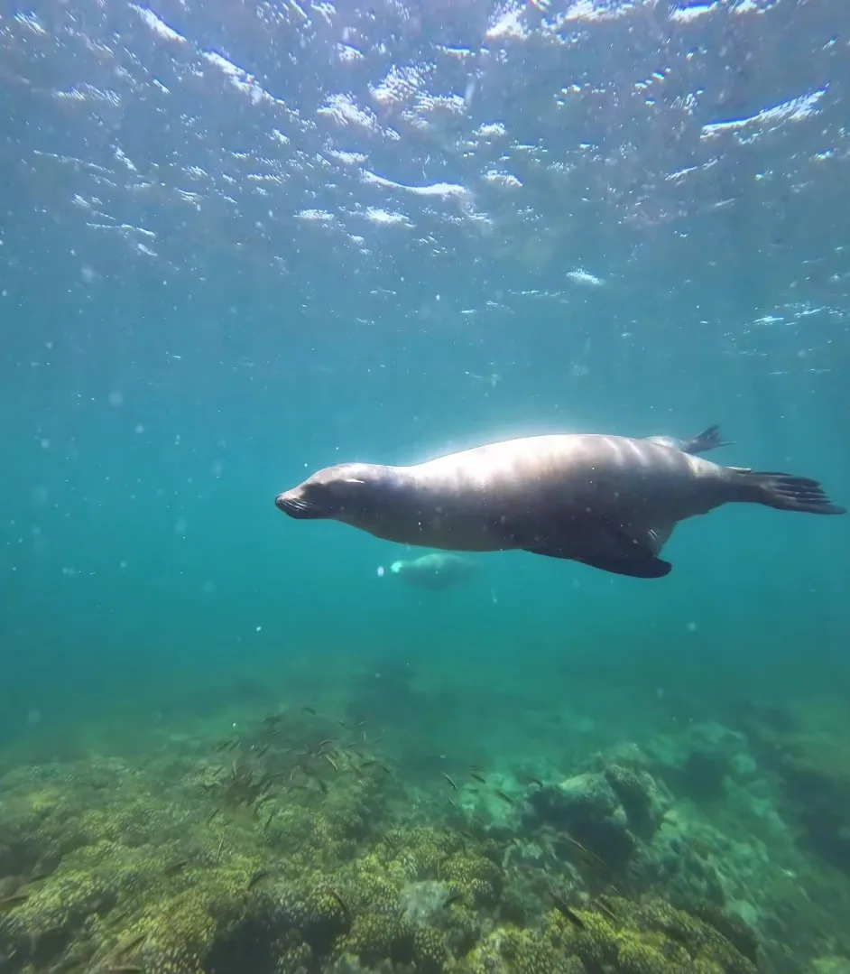 Snorkel con lobos marinos en Los Islotes