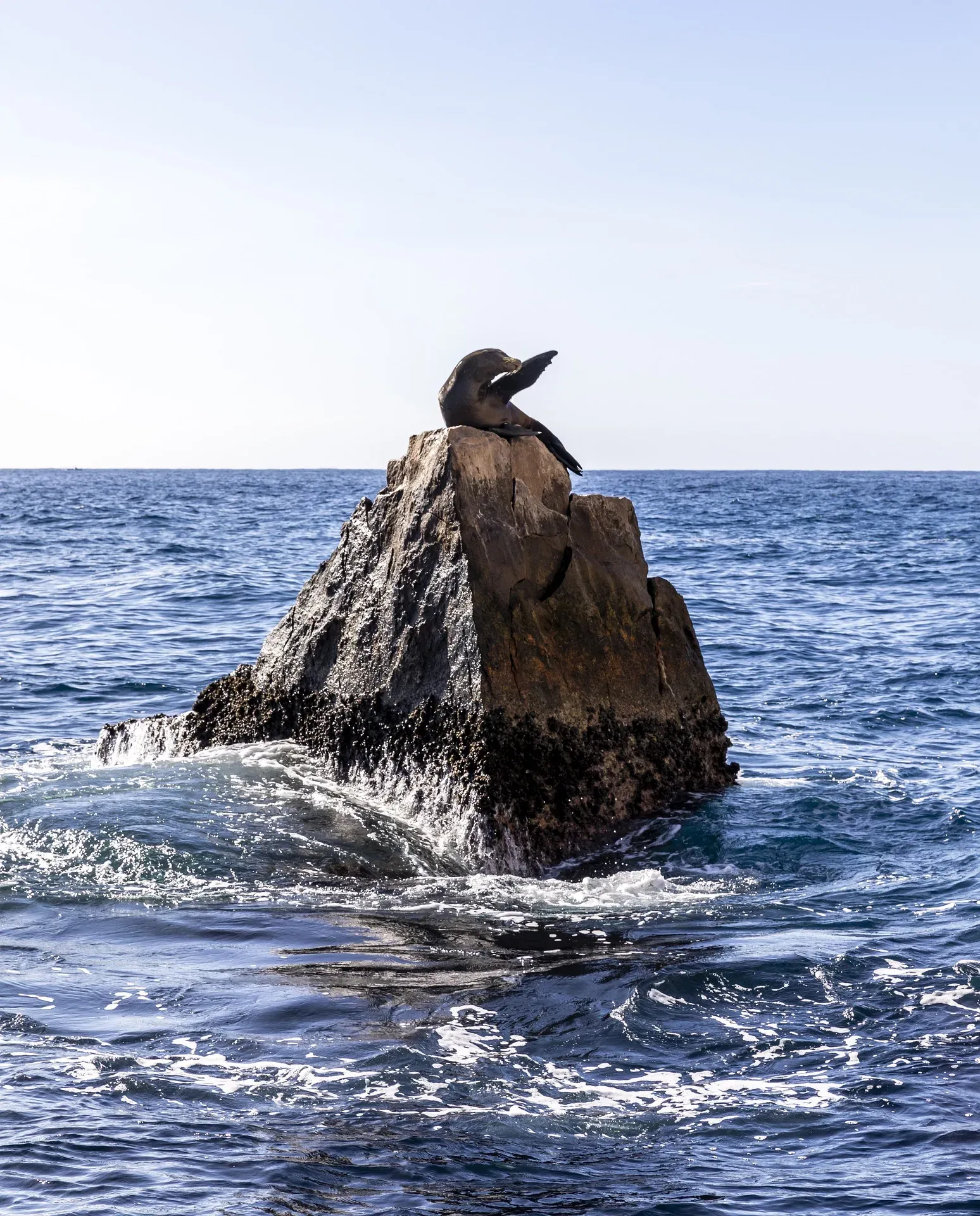 Lobos marinos descansando en las rocas de Los Cabos