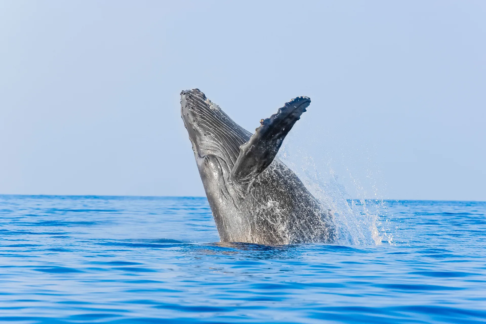 Ballena jorobada saltando fuera del agua en el Mar de Cortés frente a Los Cabos