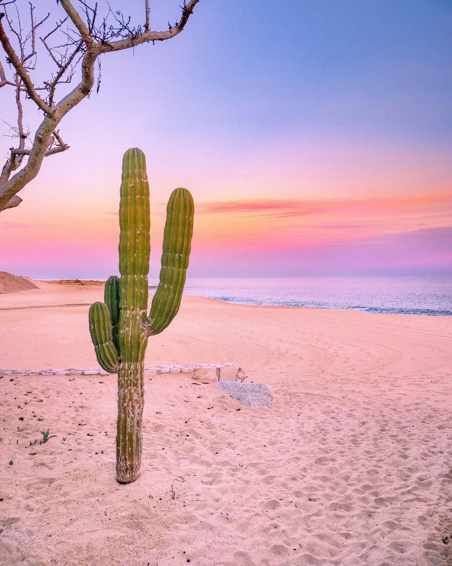 Cactus saguaro en playa con cielo rosa y naranja al atardecer en Los Cabos