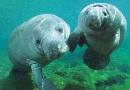 Manati madre y cria nadando en aguas turquesa