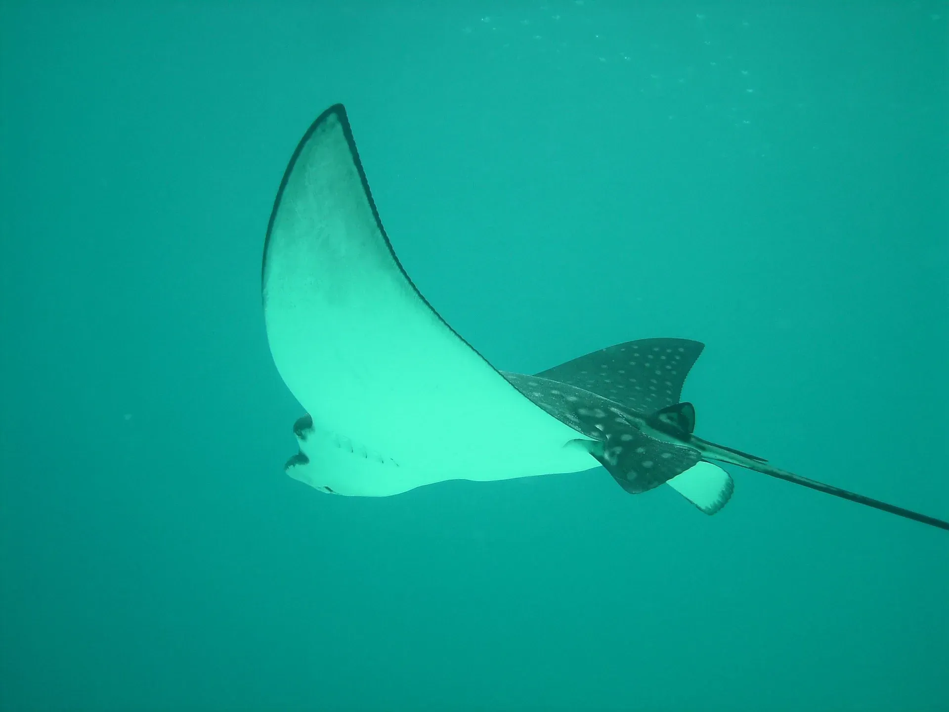 Raya águila en los arrecifes cercanos a Akumal