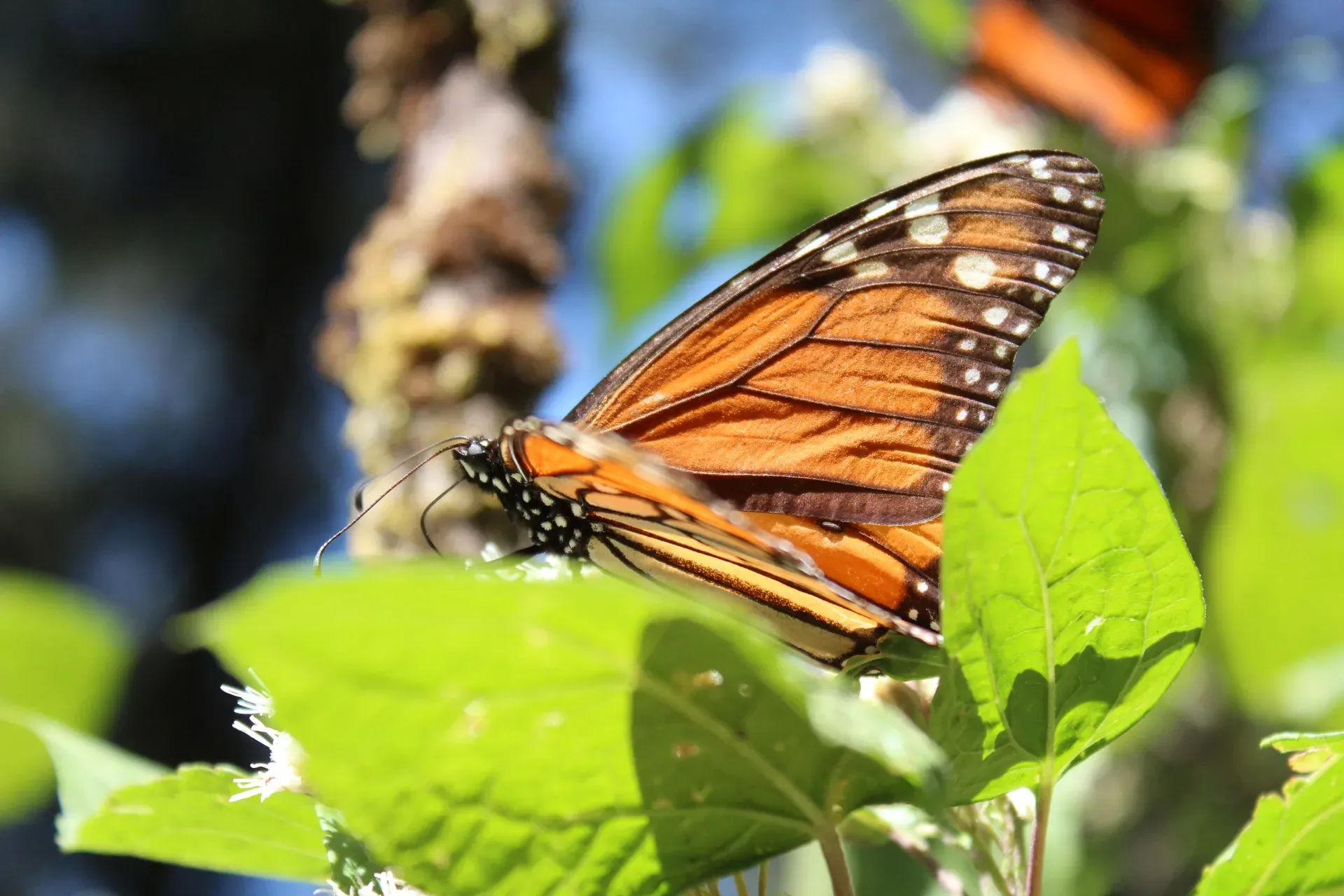 Mariposas monarca cubriendo los oyameles en el Santuario Piedra Herrada