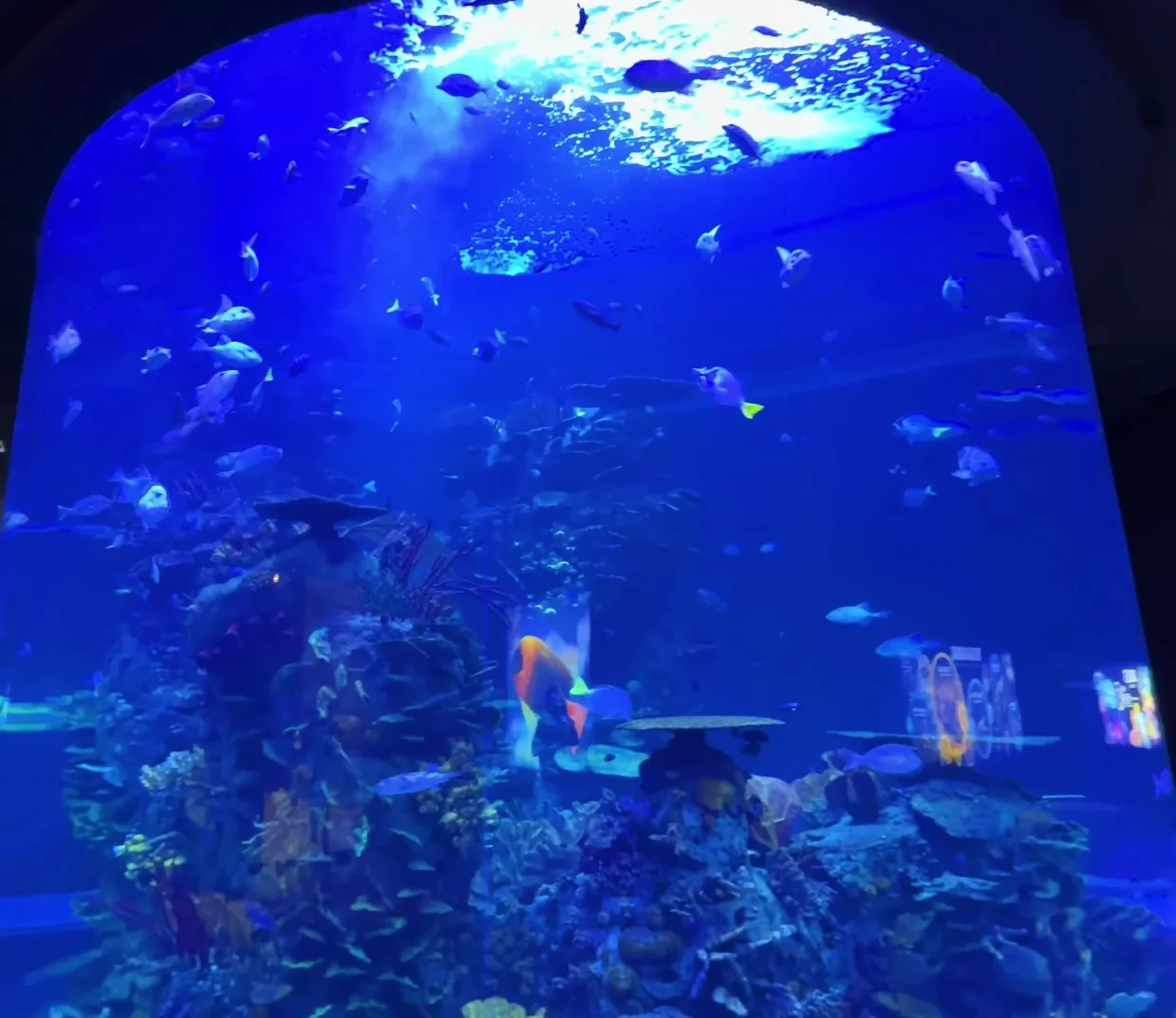 Descubrir el Gran Acuario Mar de Cortés