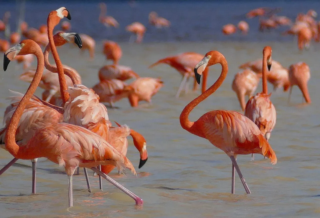 Flamencos rosados en la Reserva de Celestún, Yucatán