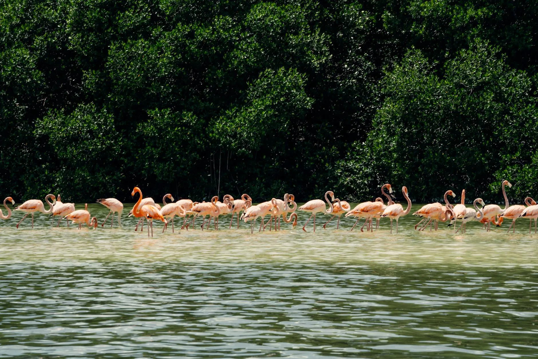 Foto de Flamencos rosados en la Reserva de Celestún
