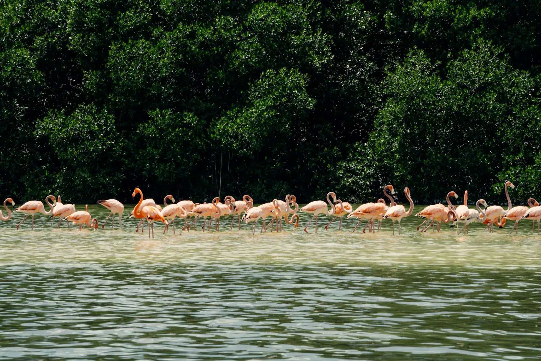 Rebaño de flamencos rosados en reserva de manglar