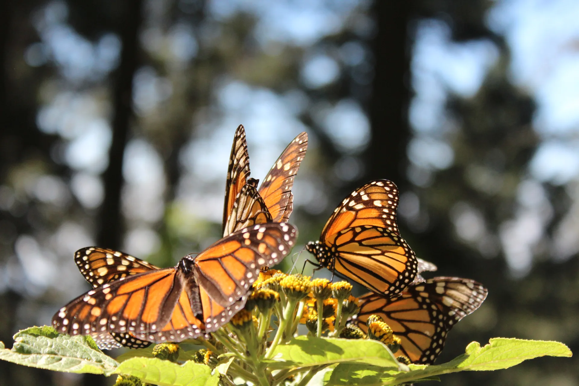 Puerta a la mariposa monarca