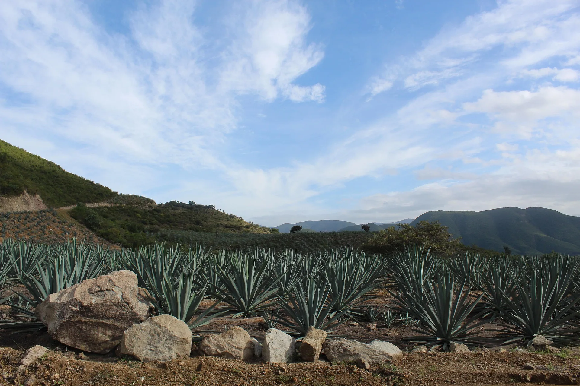Ruta del mezcal y Pasaporte Mezcalero