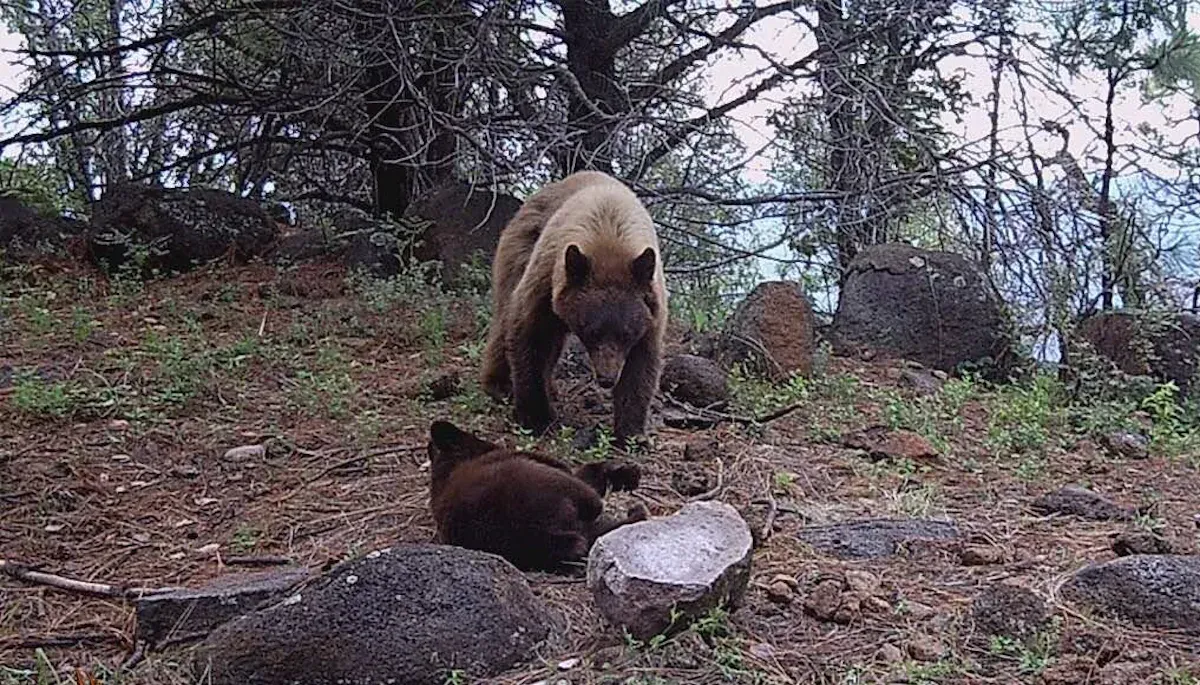 Oso Negro en bosque