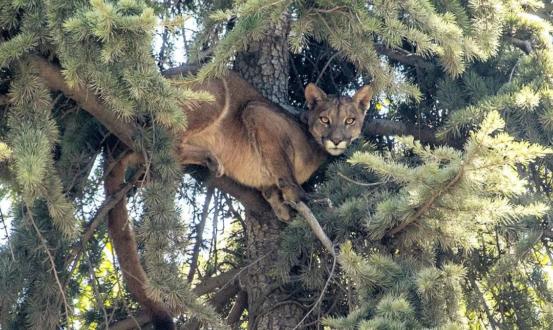 Avistamiento de fauna selvática