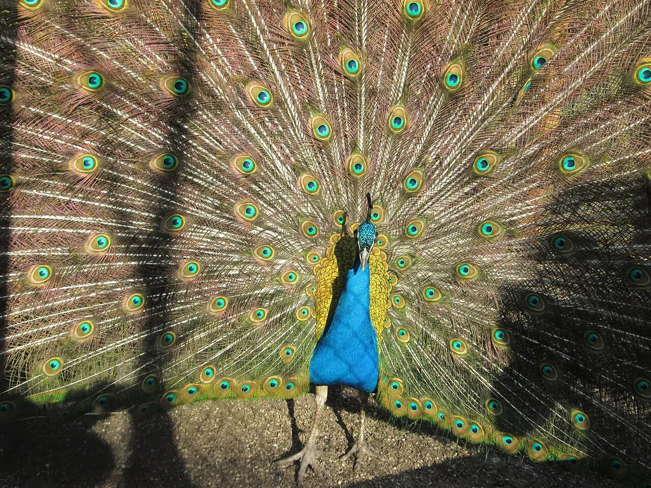 Pavo real macho desplegando su cola de plumas iridiscentes