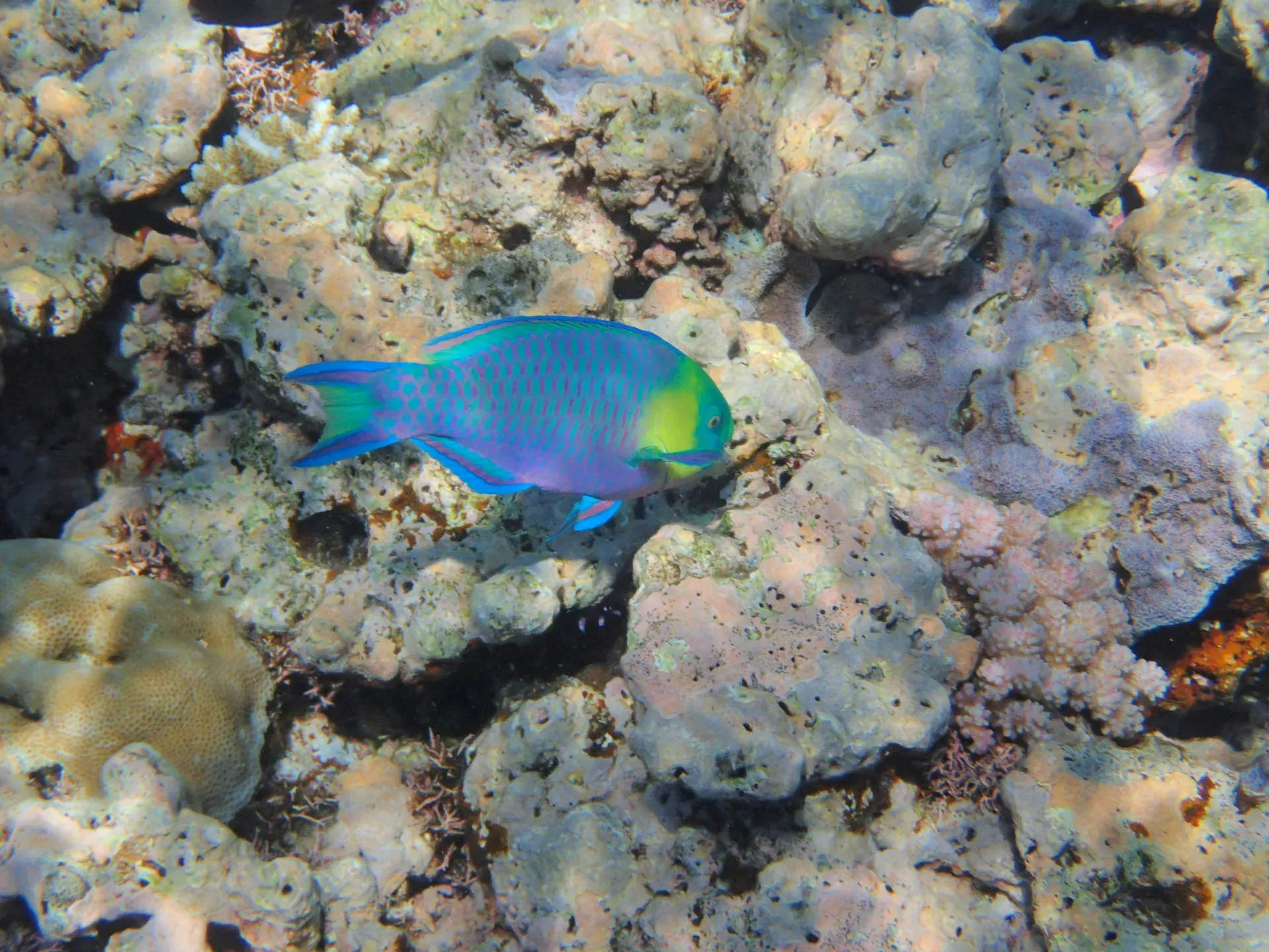 Pez loro colorido en arrecife de coral
