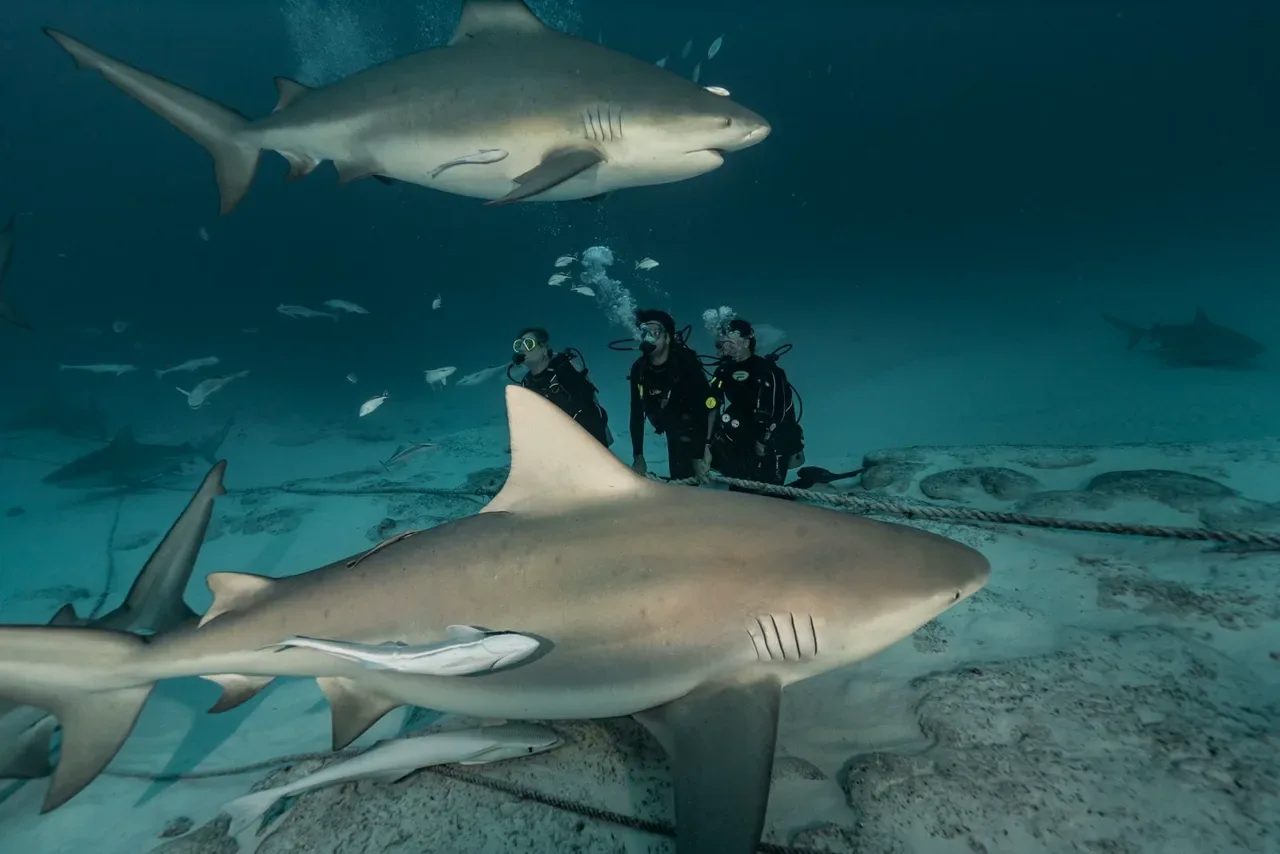 Foto de Buceo con tiburón toro