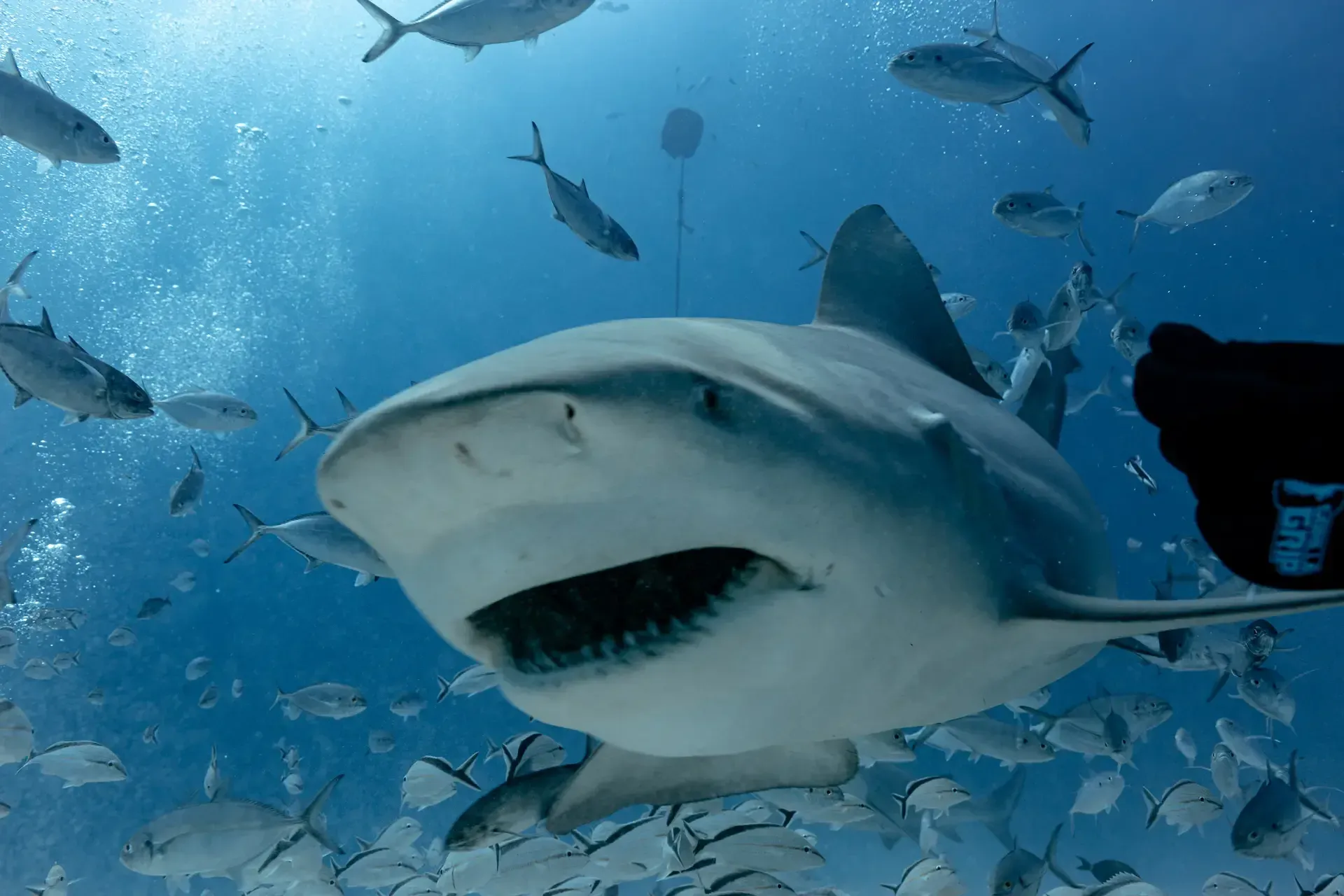 Tiburón toro nadando en aguas de Playa del Carmen