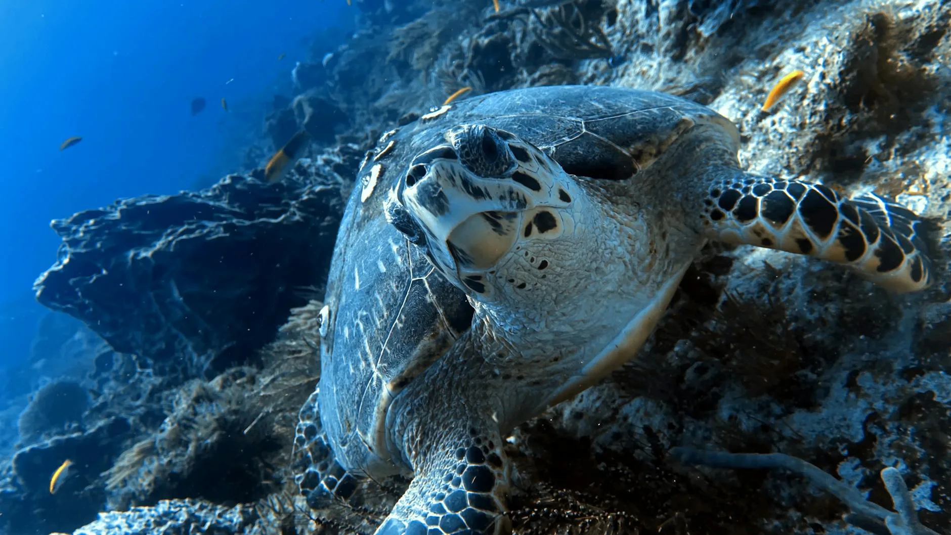 Foto de Snorkel con tortugas en Akumal