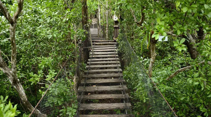 Puente colgante de madera entre la vegetación del Jardín Botánico de Puerto Morelos