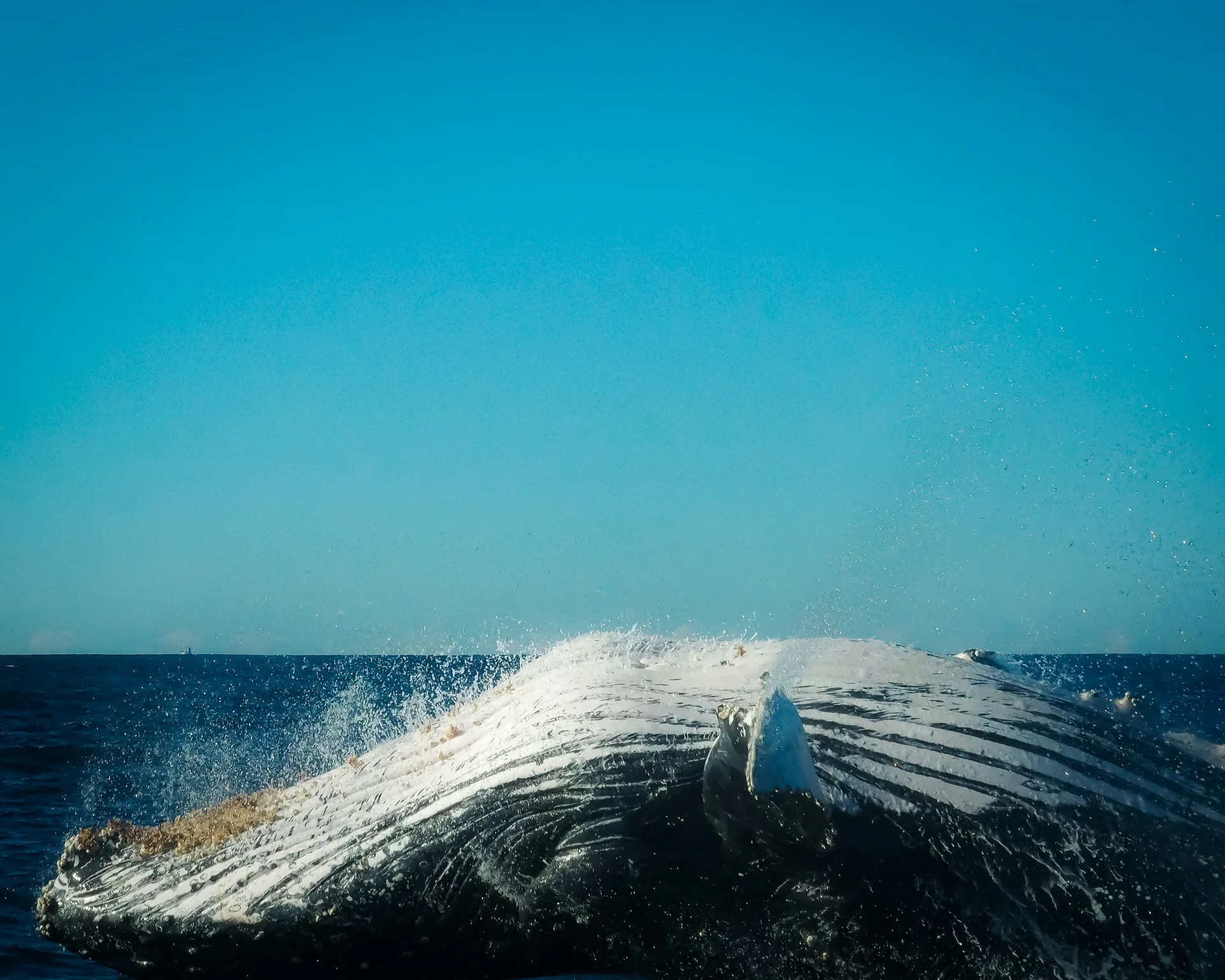 Foto de Avistamiento de ballenas jorobadas