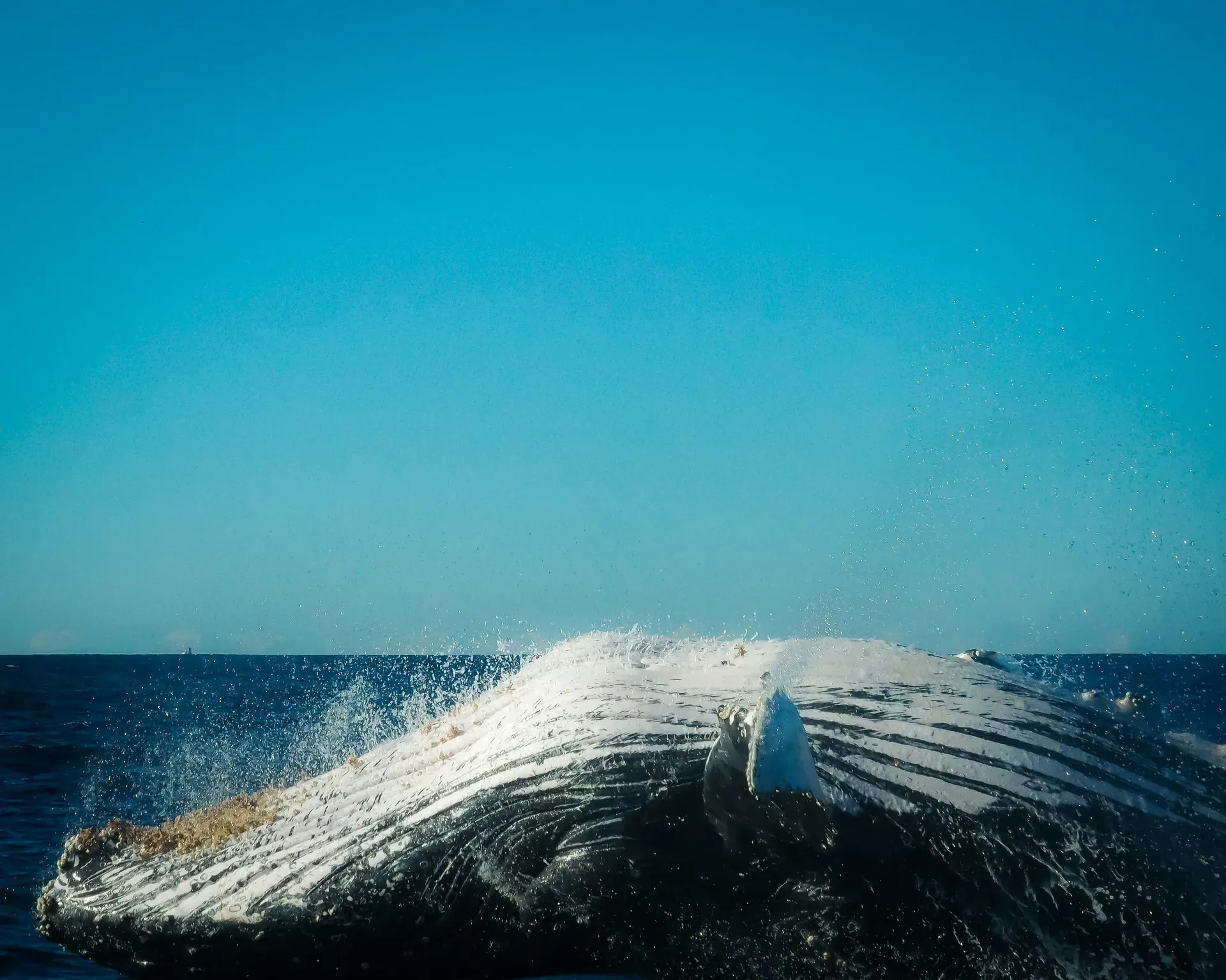 Avistamiento de ballenas jorobadas