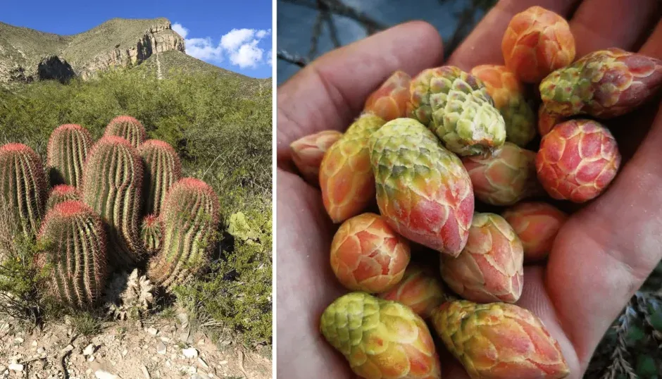 Cabuches (botones de biznaga roja con sabor a alcachofa)