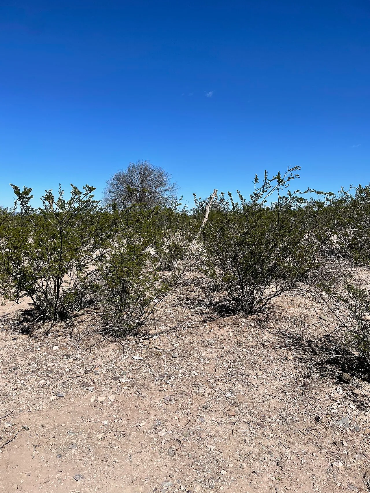 Explorar el Desierto de Wirikuta