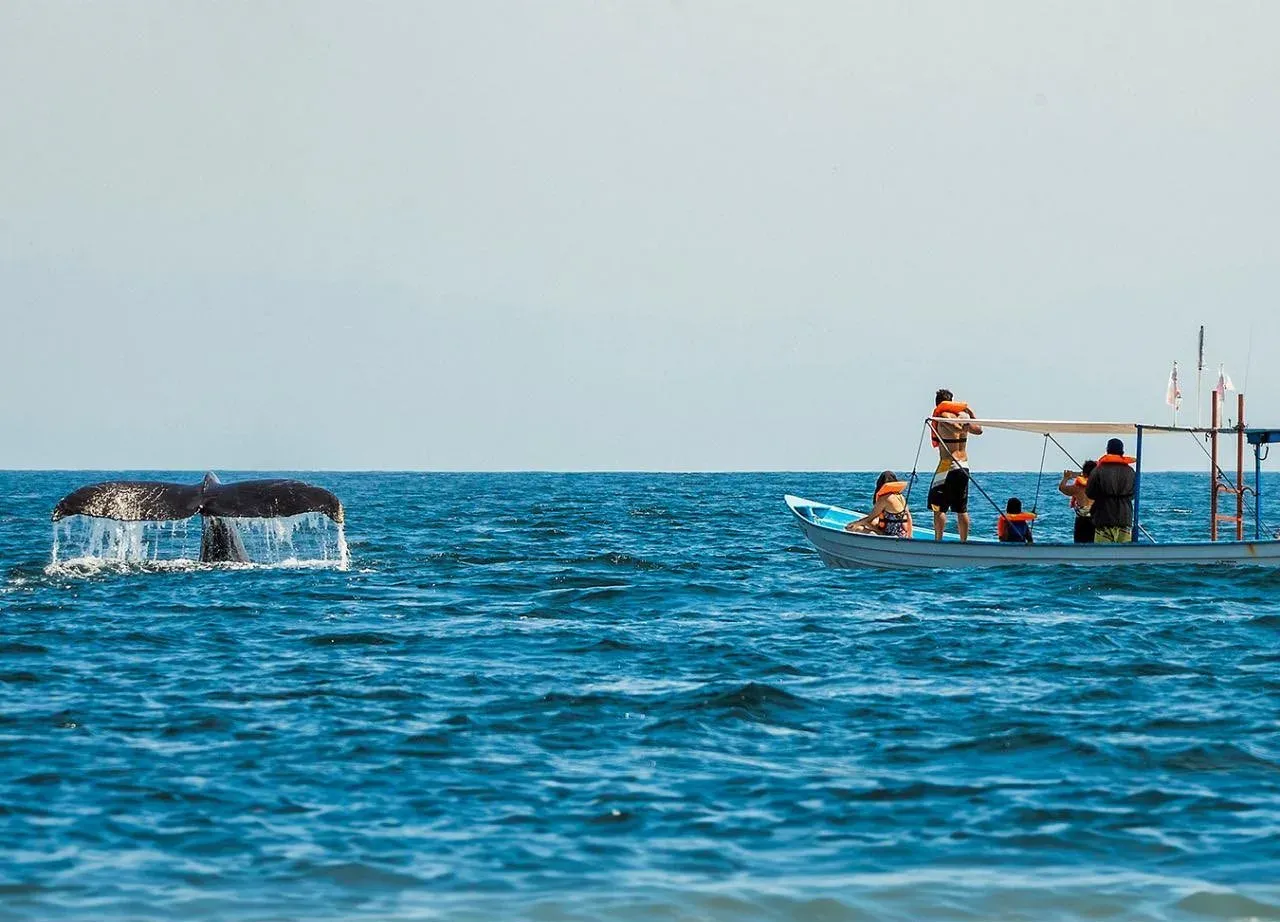 Tiburón ballena aéreo en aguas de Holbox