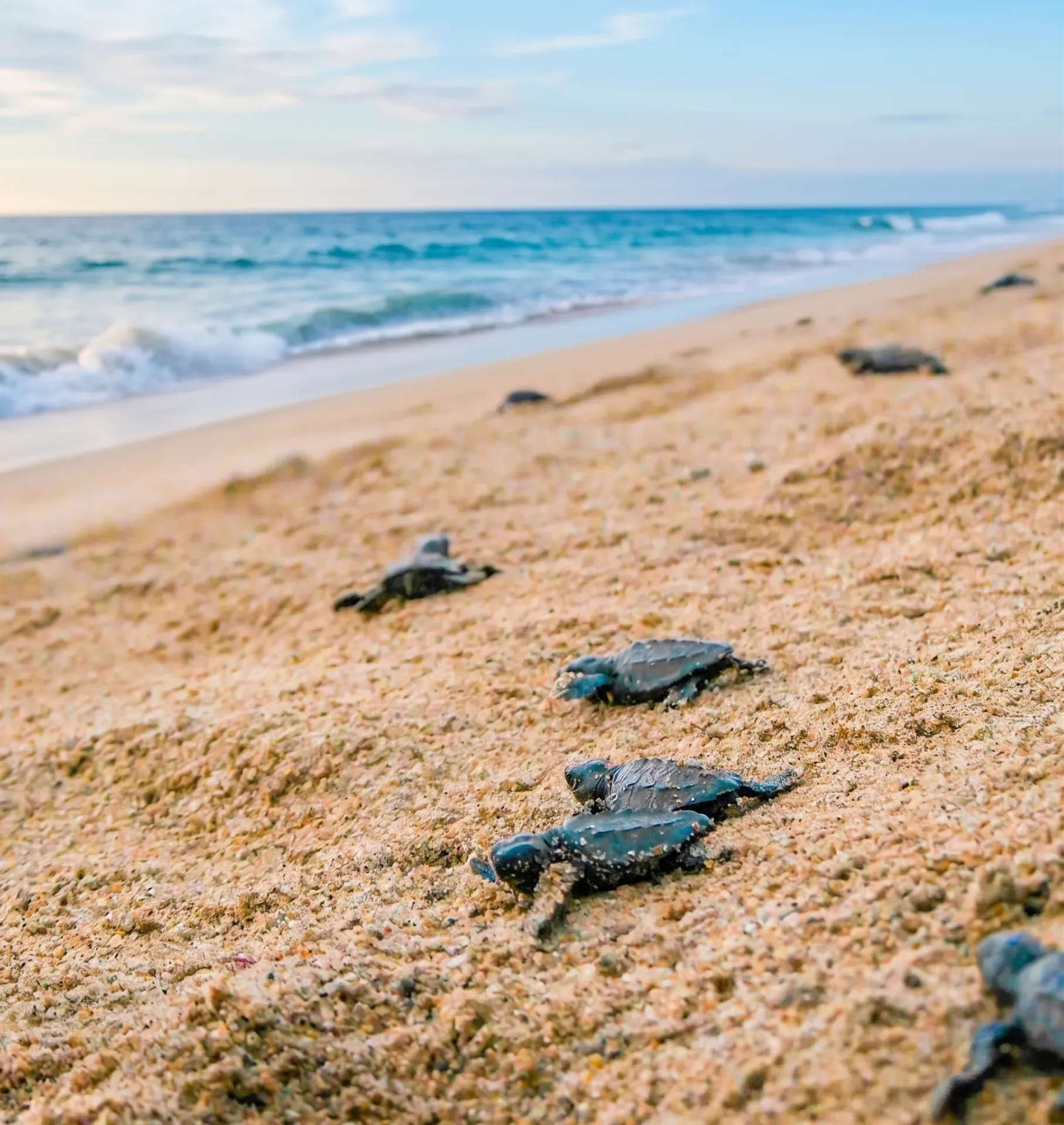 Tortugas marinas siendo liberadas