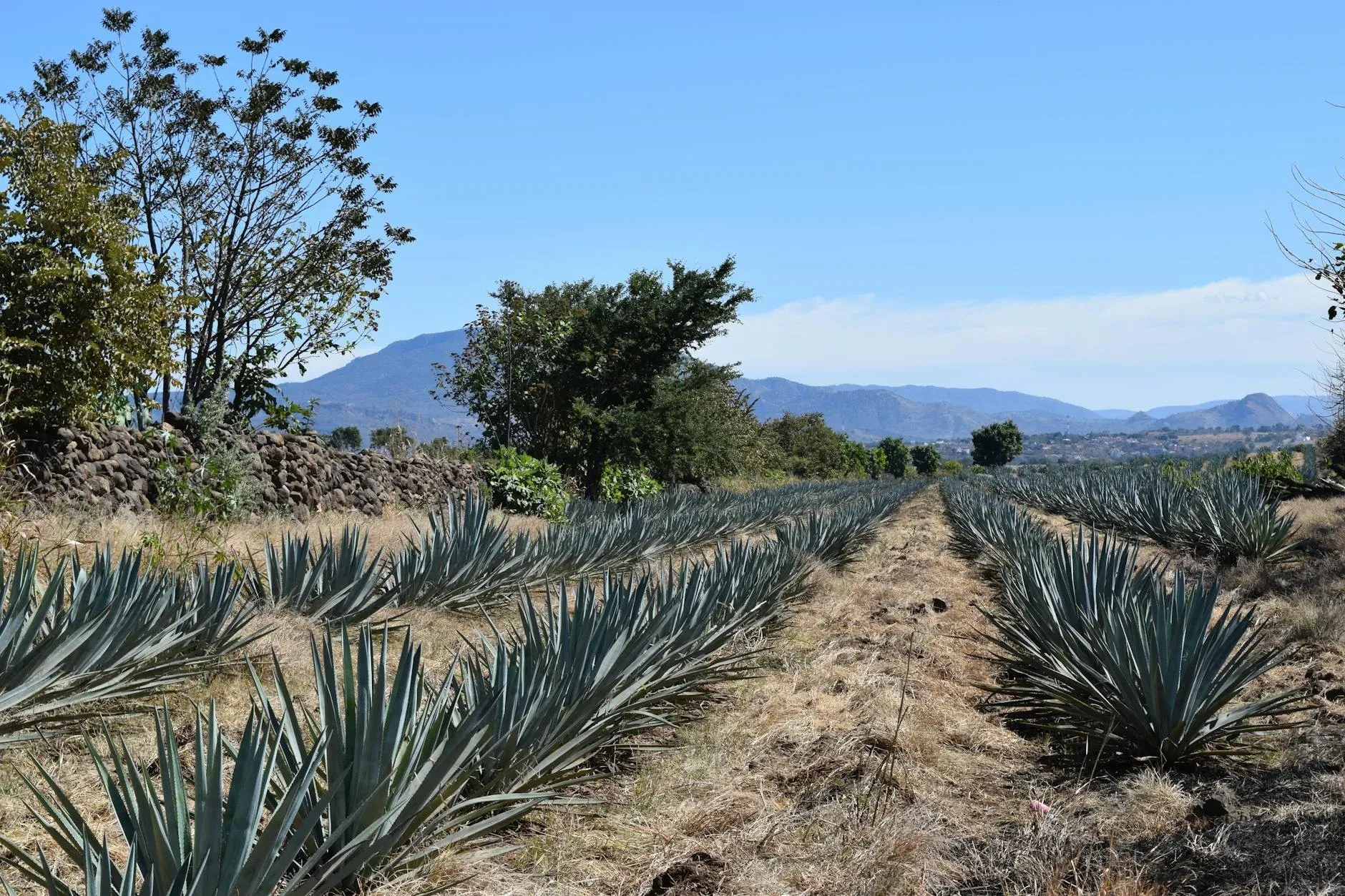 Ruta del tequila