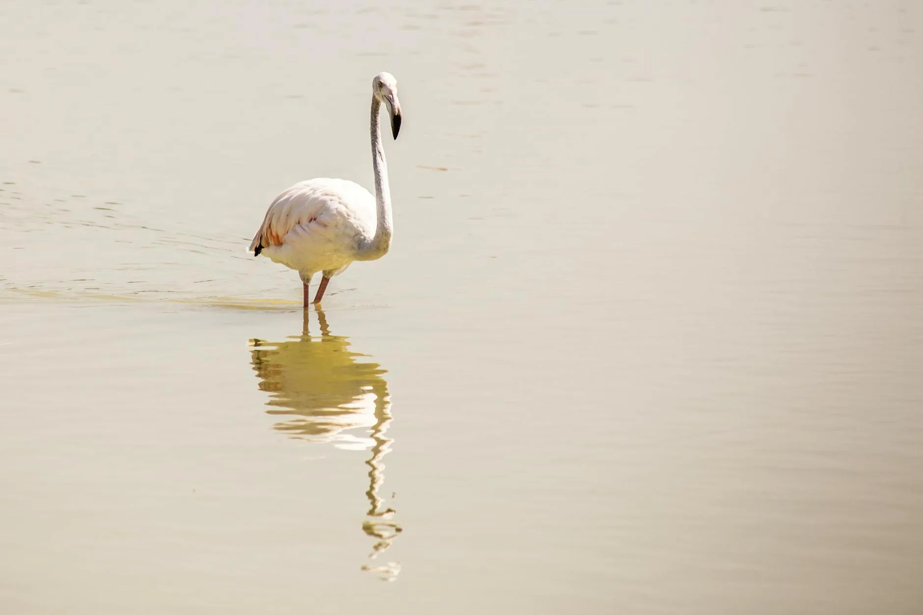 Foto de Flamencos rosados en Isla Arena