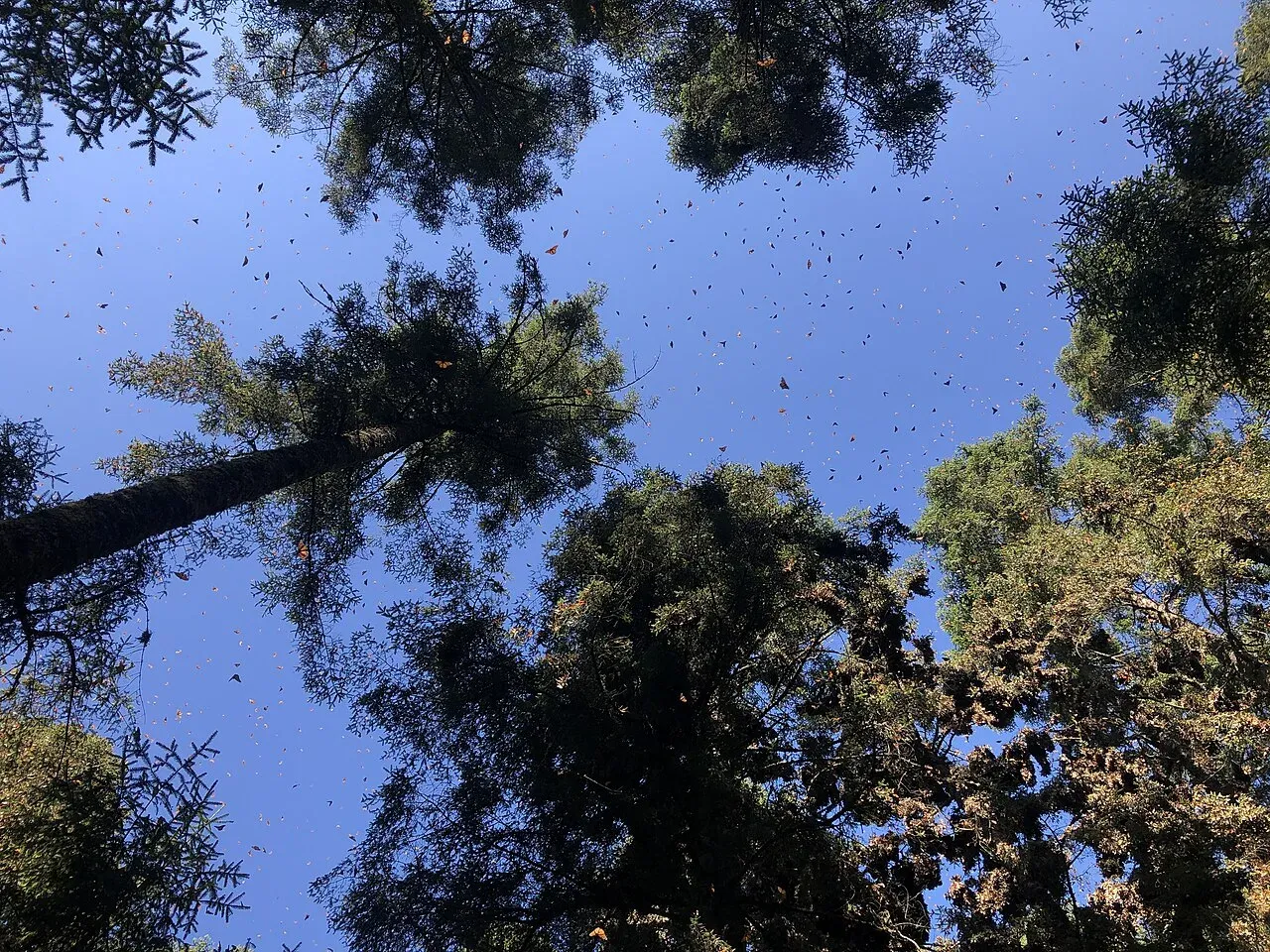 Miles de mariposas monarca volando entre los oyameles del santuario en Michoacán