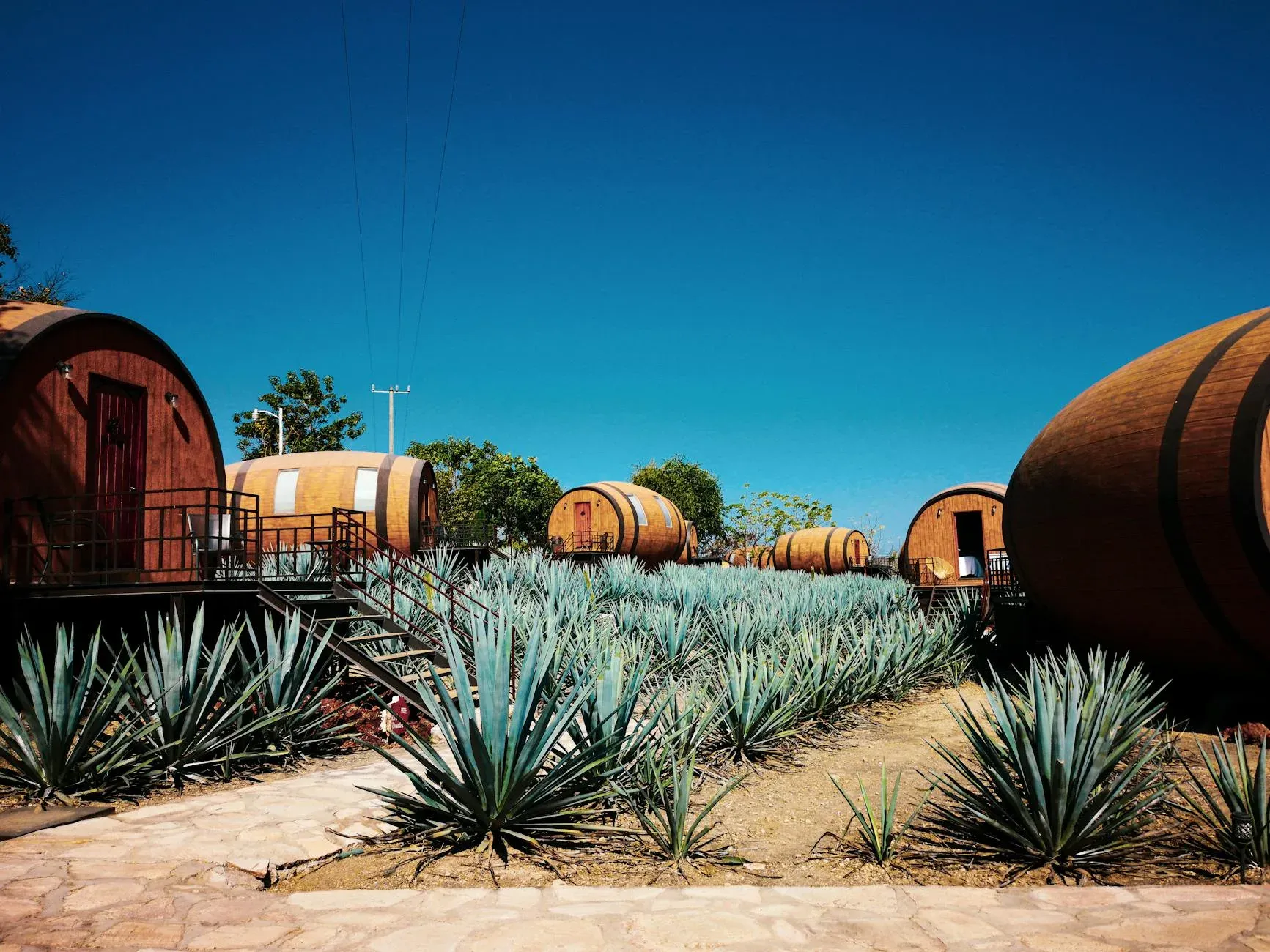 Campo de agave azul bajo cielo despejado en región de Tequila