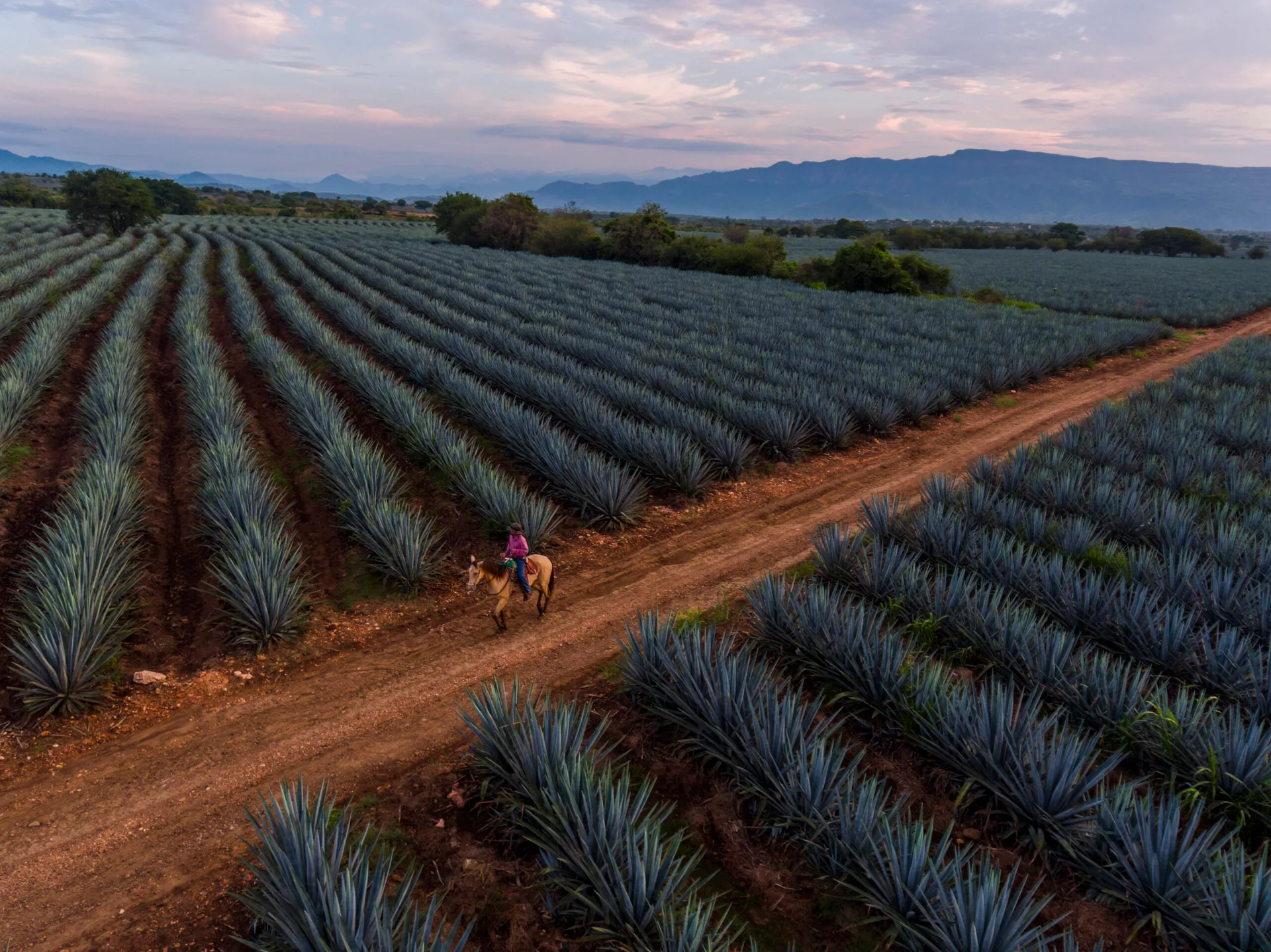 Tequila