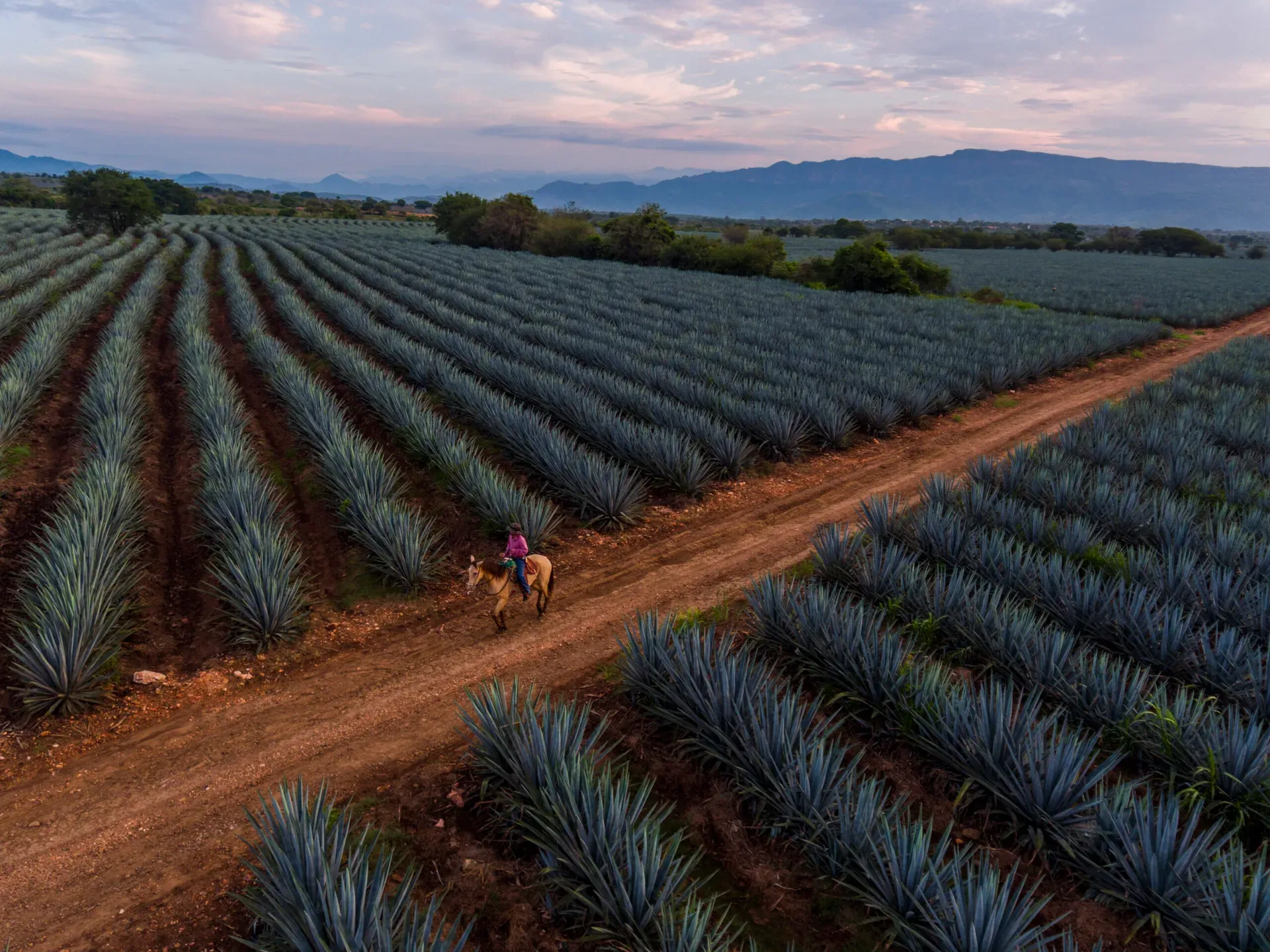 Campos de agave azul en Tequila, Jalisco
