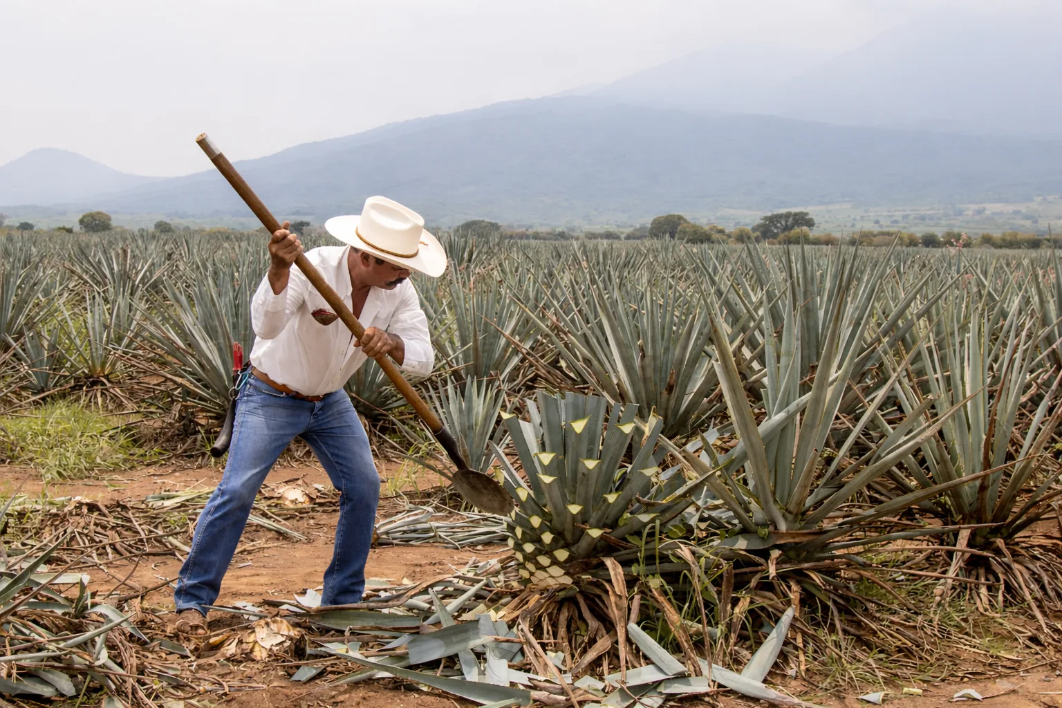 Mar de Agave Azul