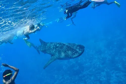 Tiburón ballena nadando en aguas del Caribe