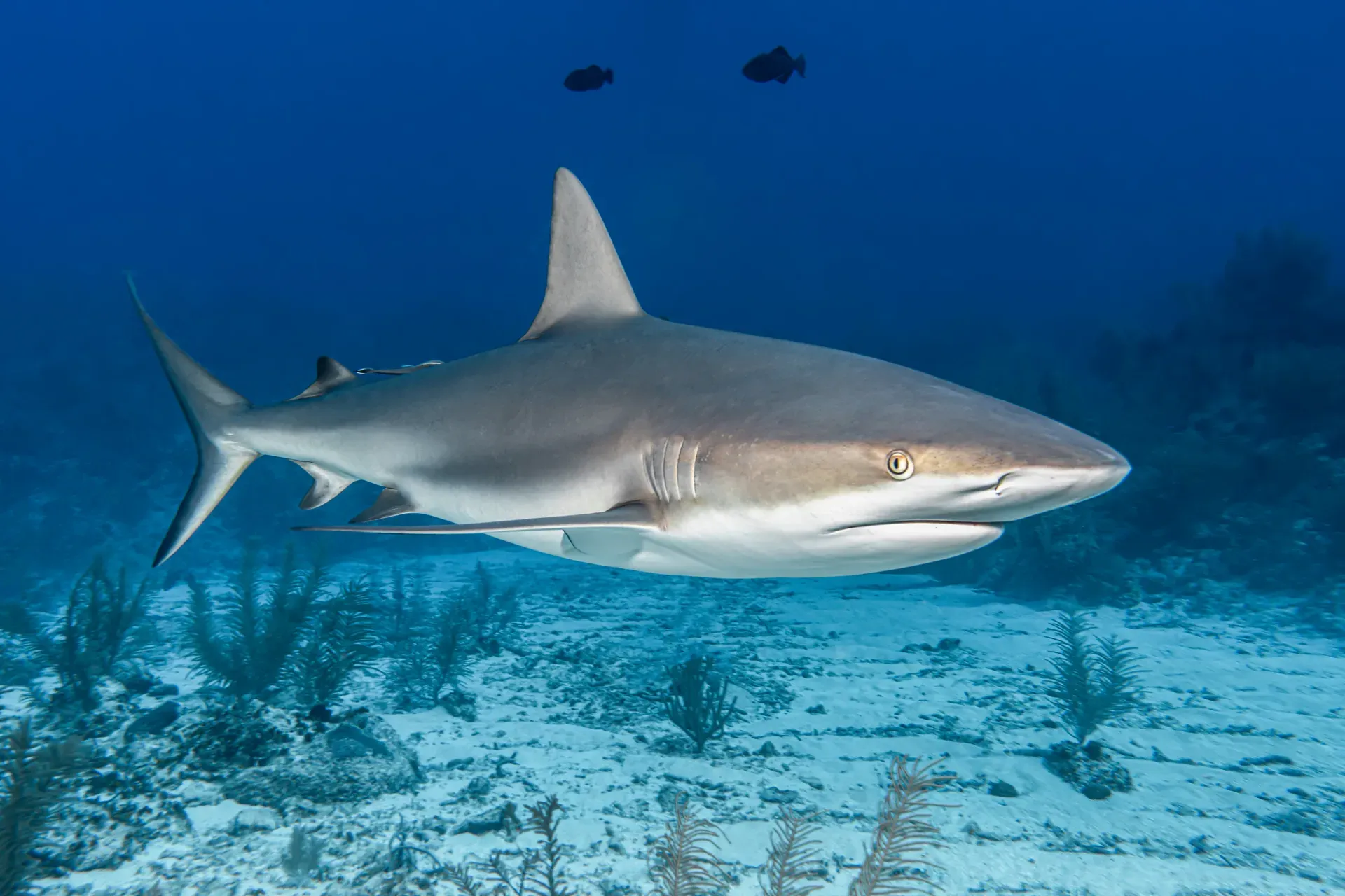 Tiburón toro nadando en el arrecife de Cabo Pulmo