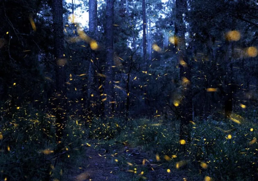 Bosques de Luciérnagas