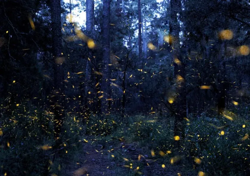 Bosques de Luciérnagas