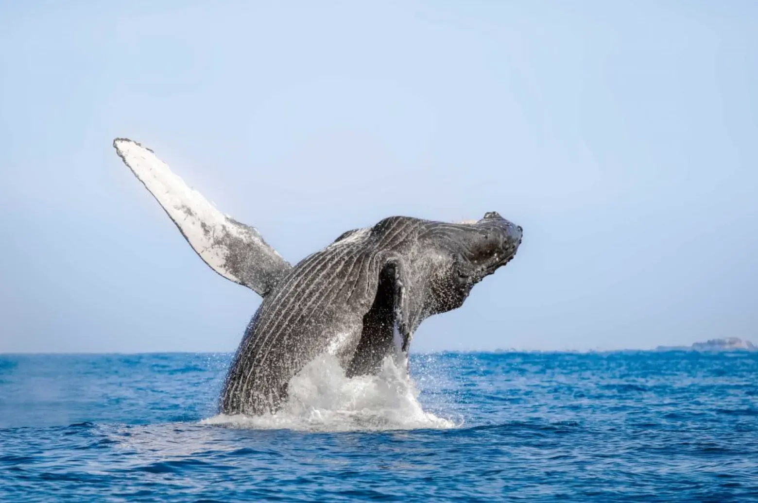 Avistar ballenas desde Punta Lobos